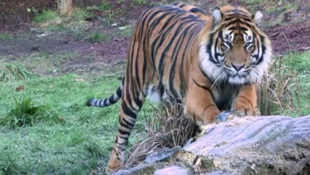 Tigermännchen Asim kurz nach seiner Ankunft im Londoner Zoo (Bild: AP)