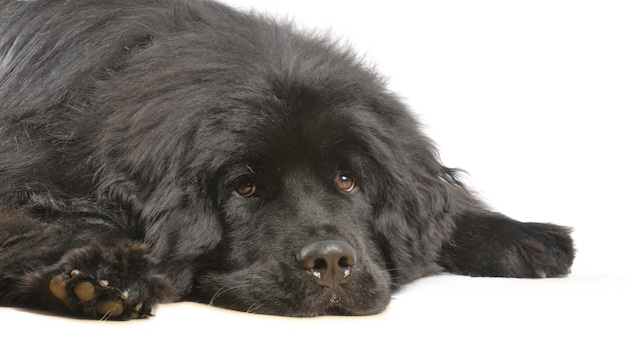 It turned out that the Newfoundland dogs she bred were not purebred. Fraud according to the law. (Bild: ©DoraZett - stock.adobe.com)