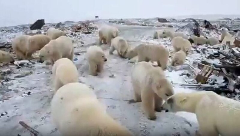 Eisbären-Invasion in Sibirien (Bild: twitter.com/Strange_Sounds)