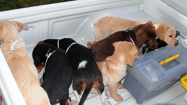Insgesamt konnten zwölf Hundewelpen gerettet werden. (Bild: New York Police)