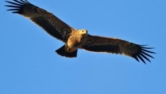 Tiere wieder der Kaiseradler werden vor allem im Nordosten Österreichs oft Opfer von Gift oder Abschüssen.  (Bild: Richard Katzinger)