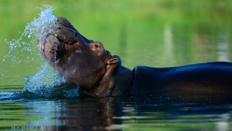 Abseits ihrer Heimat fühlen sich die Hippos wohl. (Bild: AFP )