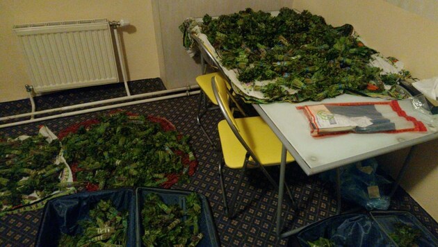 In einem Wiener Hotelzimmer fand die Polizei 43 Kilogramm Kath-Pflanzen. (Bild: LPD NÖ)