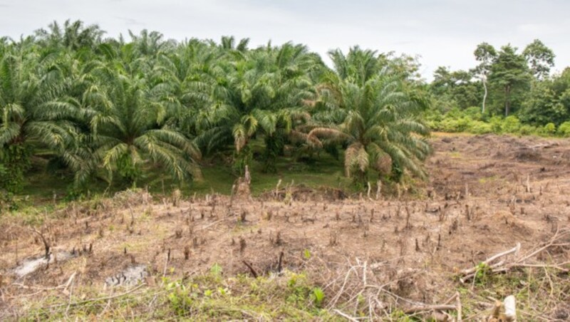 Palmöl-Plantagen zerstören den Regenwald. (Bild: stock.adobe.com)