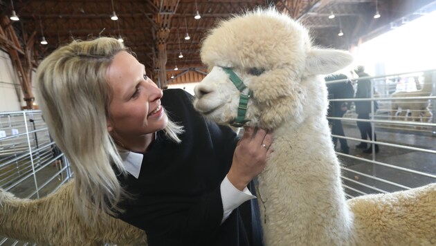 Barbara Windisch ist Vize-Präsidentin der Alpaka-Züchter und hat selbst 80 Stück in Kainbach: „Diese Tiere sind so liebevoll, ich bin süchtig nach ihnen. (Bild: Radspieler Jürgen)