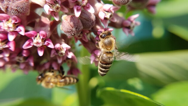 Honigbienen am Werk (Bild: Werner Pöchinger)