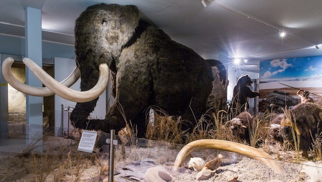 Lebensgroßes Mammut im Evolutionsmuseum beim Zoo Schmiding. (Bild: Josef Fischer)
