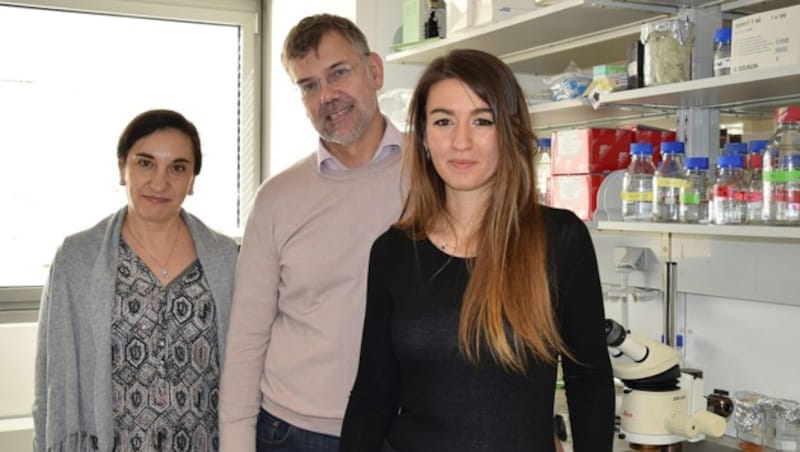 v.l.n.r.: Galina Apostolova, Georg Dechant und Isabella Cera vom Team der Gemeinsamen Einrichtung für Neurowissenschaften an der Medizin Uni Innsbruck (Bild: MUI)