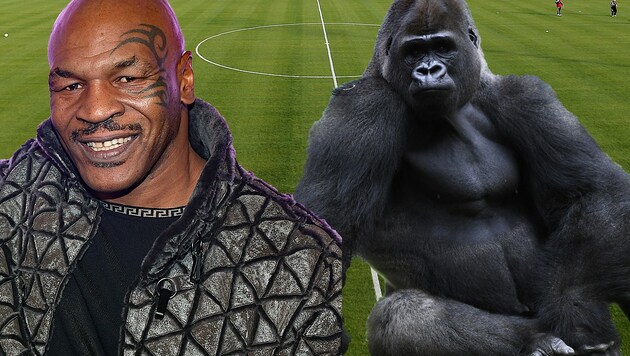 Mike Tyson und ein Symbol-Gorilla (Bild: GEPA, AFP, AFP Ethan Miller / GETTY IMAGES NORTH AMERICA / AFP)