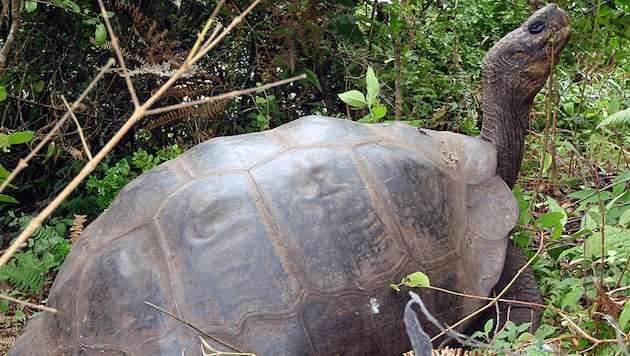 Eine Riesenschildkröte auf den Galapagosinseln (Bild: AFP)