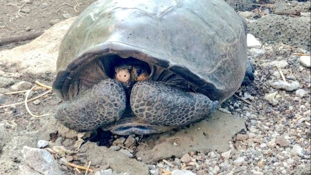 Ausgestorben geglaubte Riesenschildkröte entdeckt