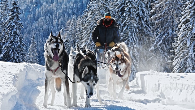 Schlittenhund Leon legte rund 200 Kilometer alleine zurück (Symbolbild). (Bild: Wallner Hannes/Kronenzeitung)