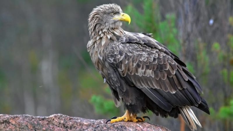 Heute leben wieder rund 45 Seeadler-Brutpaare in Österreich. (Bild: Jari Peltomaki, P.O.Box 42, FIN-91901 LIMINKA, jari.peltomaki(at)lintukuva.fi,+358-(0)40-5919120)