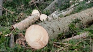 In Frohnleiten (Steiermark) fand eine Mutter ihren toten Sohn (45) im Wald, er war bei einem Forstunfall ums Leben gekommen (Symbolbild). (Bild: Sepp Pail (Symbolbild))