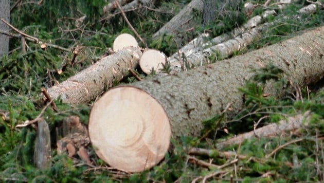 In Frohnleiten (Steiermark) fand eine Mutter ihren toten Sohn (45) im Wald, er war bei einem Forstunfall ums Leben gekommen (Symbolbild). (Bild: Sepp Pail (Symbolbild))
