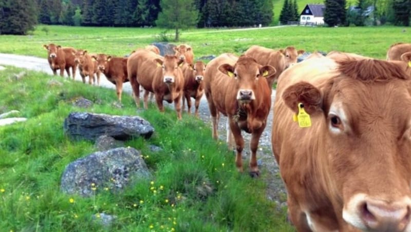 Kalteneggers Kühe trotten jedes Frühjahr brav hinauf auf die Weide und verbringen dort den Sommer. (Bild: Sepp Pail)