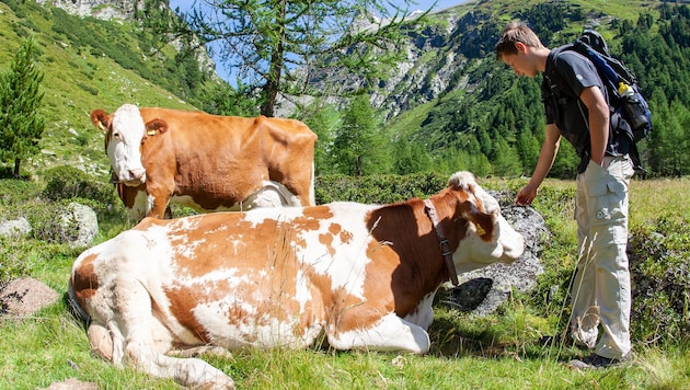 Wieder Zwischenfall mit einer Kuh (Bild: EXPA Pictures, Johann Groder)