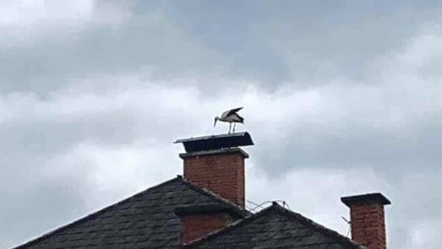 Der Storch ist zurück, aber sein Nest ist weg. Die Wogen gehen darüber in Köflach hoch! (Bild: Stefan Spanninger)