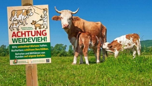 In Tirol wurde ein Bauer nach dem Kuh-Angriff auf eine Urlauberin teilweise haftbar gemacht. Und auch in Kärnten fordert nun eine Deutsche Schmerzengeld. (Bild: Peregrin Lackner)