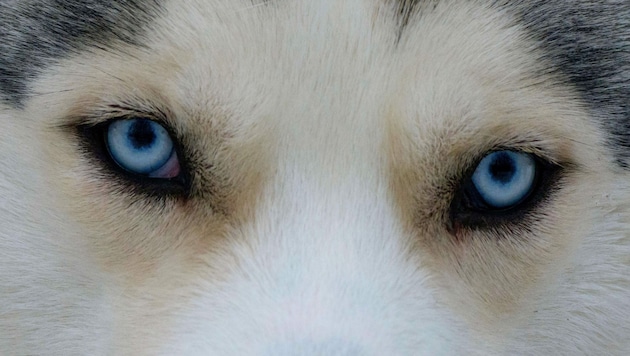 Husky (Symbolbild) (Bild: AFP)