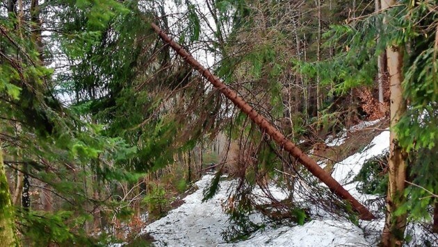 Geknickte und umgestürzte Bäume gefährden Wanderer am Gaisberg. (Bild: Stadt Salzburg)