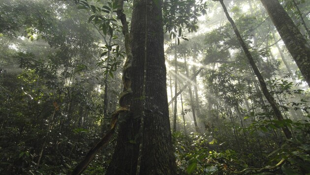 Der Regenwald: Eine bunte Schatzkammer voller einzigartiger Pflanzen- und Tierarten (Bild: Markus Mauthe/Greenpeace)