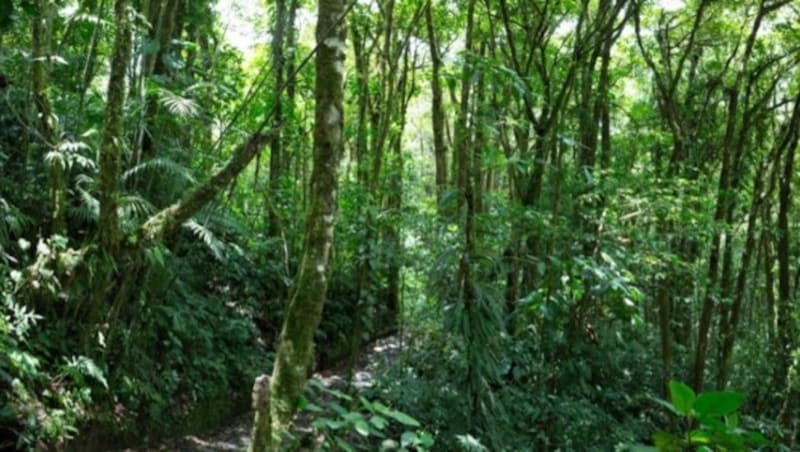 Regenwald in Costa Rica (Bild: stock.adobe.com)