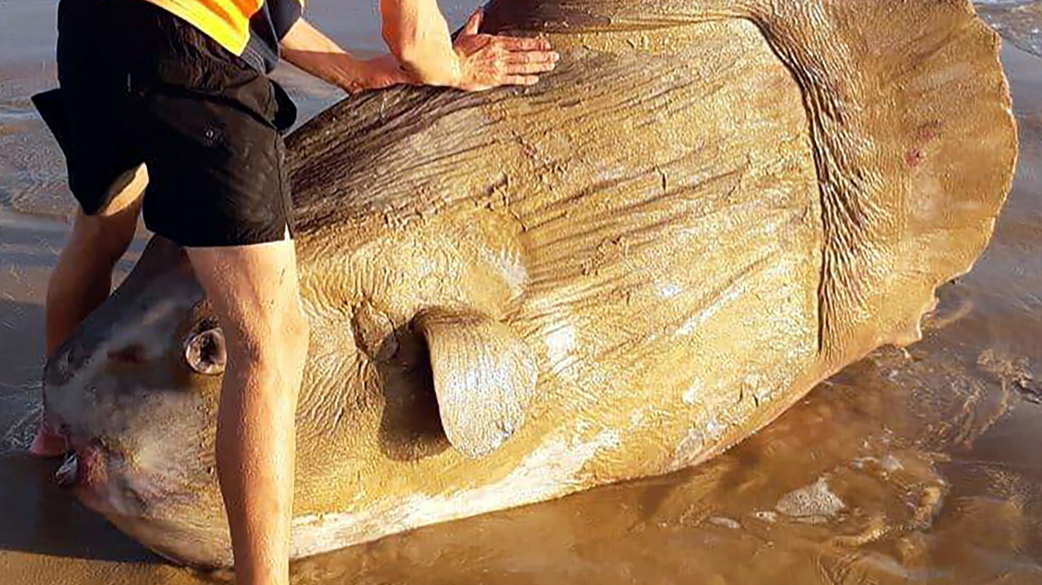 Boulder-sized sunfish washes ashore in Australia