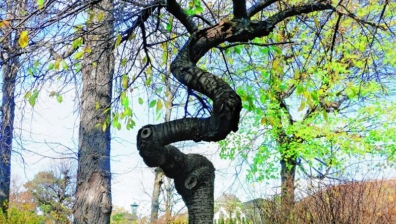 Der krummste Baum steht im Schlosspark Schönbrunn. (Bild: Bernadette Németh)