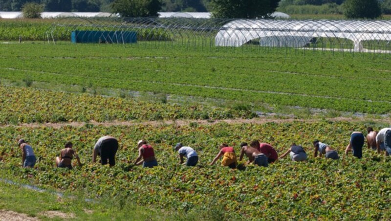 Erntehelfer im Einsatz (Bild: stock.adobe.com)