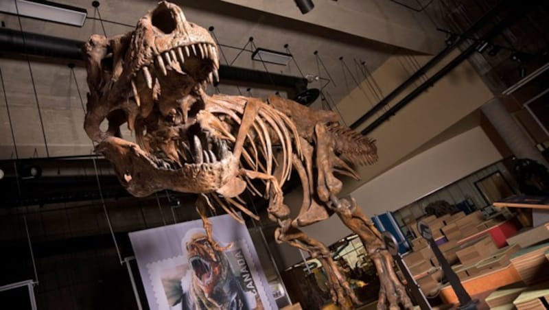 Das Skelett von T. rex „Scotty“ (Bild: University of Alberta/Amanda Kelly)