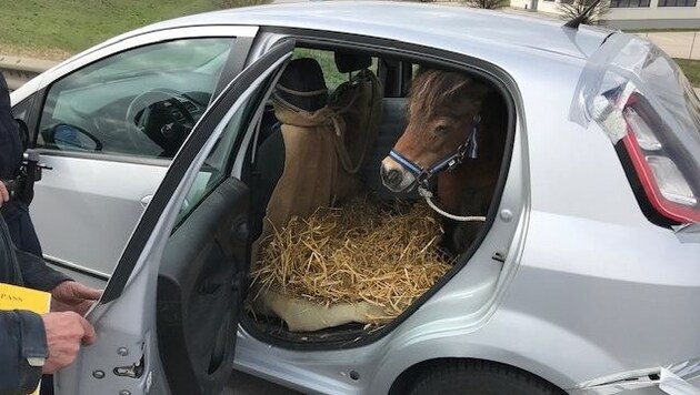 Das Pony wurde im Kofferraum des Fiat Punto transportiert (Bild: Polizei OÖ)