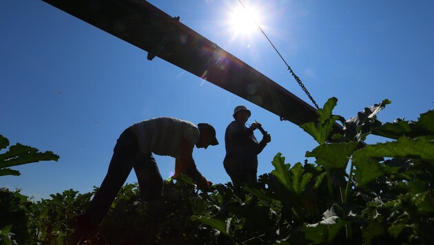 (Bild: APA/dpa/Karl-Josef Hildenbrand)