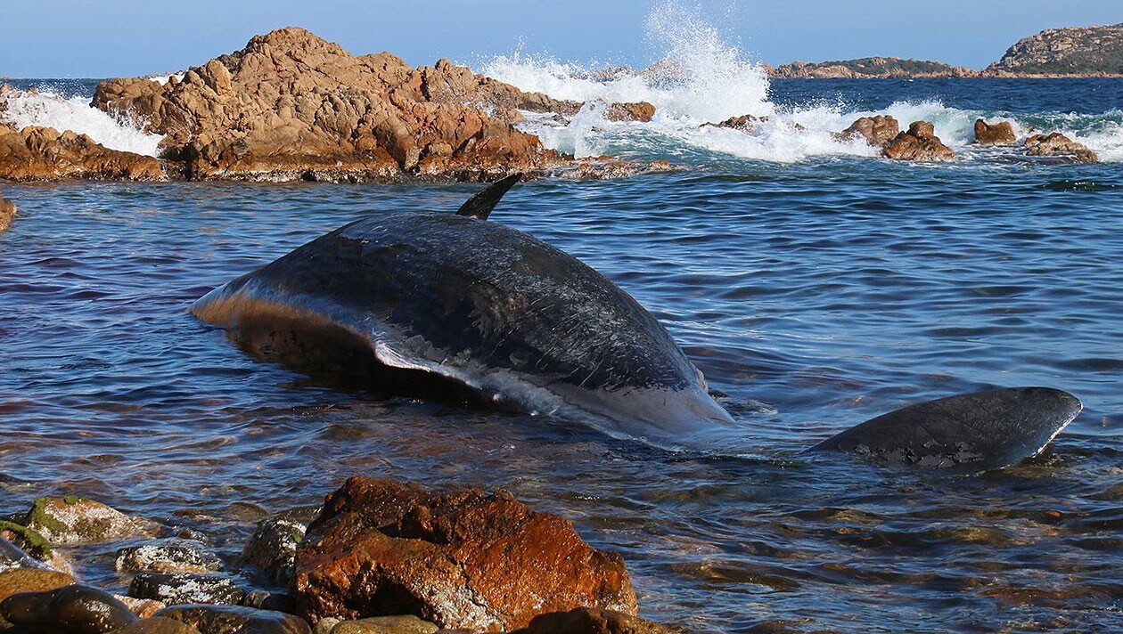 An Sardiniens Küste Pottwal Mit 22 Kilogramm Plastik Im Magen Verendet Kroneat 