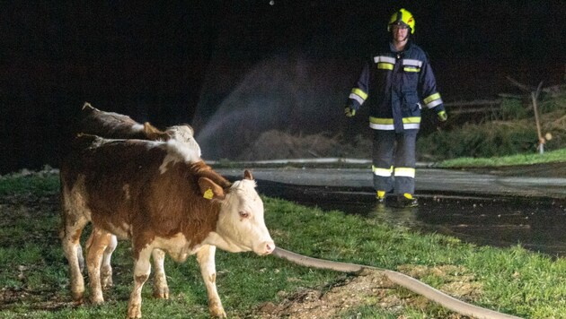 Tiere und Menschen wurden nicht verletzt. (Symbolbild) (Bild: FOTOKERSCHI.AT / KERSCHBAUMMAYR)