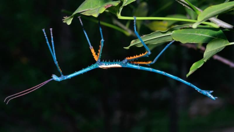 Ein farbenprächtiges Männchen der Art Achrioptera manga (Bild: Frank Glaw (SNSB-ZSM))