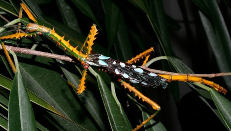 Das Männchen der Art Achrioptera maroloko zeigt eine gelb-schwarze Warnfärbung. (Bild: Frank Glaw (SNSB-ZSM))