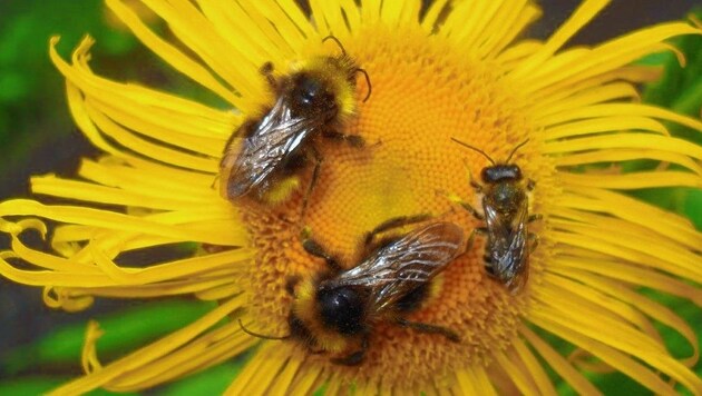 Jeder kann dazu beitragen, dass Hummeln, Bienen & Insekten in seinem Umfeld Nahrung finden! (Bild: Naturschutzbund Steiermark/Gepp)