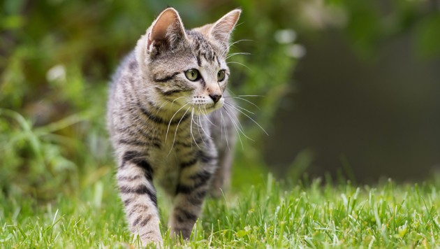 Katze Lilli Vergiftet Nachbarin Vor Gericht Kroneat