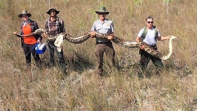 Das Weibchen war mehr als fünf Meter lang und wog fast 65 Kilo. (Bild: Big Cypress National Preserve)