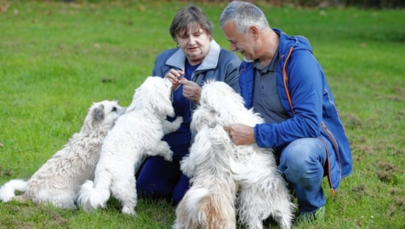 Hundeexperte Karl Weissenbacher nimmt sich traumatisierten Vierbeinern an und leitet die Prüfstelle des Messerli-Forschungsinstituts der Veterinärmed-Uni Wien. (Bild: Reinhard Holl)