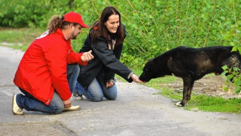 Maggie Entenfellner im Einsatz bei einem Straßenhunde-Kastrationsprojekt in der Ukraine (Bild: Vier Pfoten/Mihai Vasile)