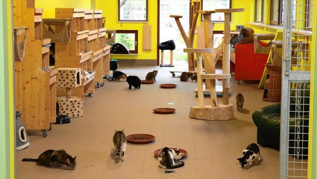 Das "Krone"-Katzenhaus wurde für unzählige Tiere ein neues Zuhause. (Bild: Zwefo)