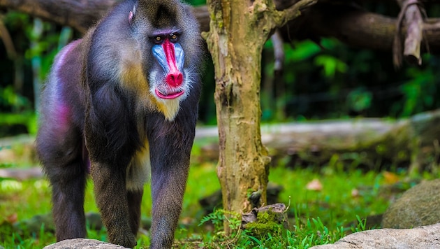 Auffällig geschmückte Affen wie etwa der Mandrill haben eher kleine Hoden. (Bild: stock.adobe.com, krone.at-Grafik)