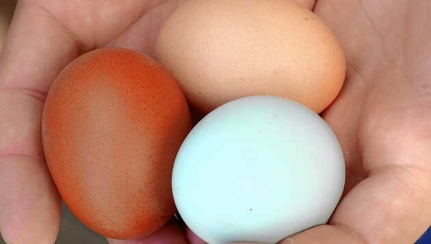 Eier werden in Linz zu Wurfgeschoßen (Bild: Jürgen Radspieler)