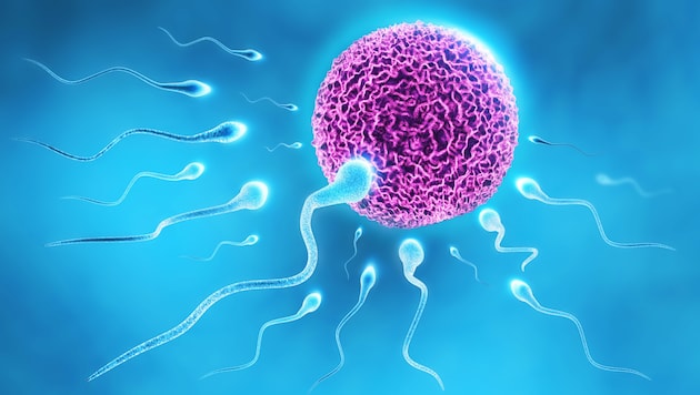 Das Erbmaterial der Samenzellen verändert sich im Laufe der Jahre. (Bild: twindesigner/stock.adobe.com)