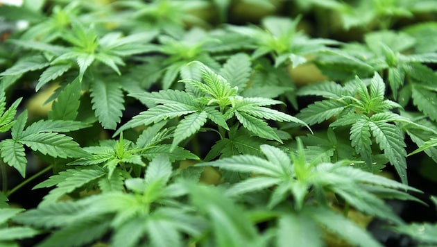 Laut Anklage haben die deutschen Staatsbürger eine kriminelle Vereinigung gegründet, um Cannabiskraut und Cannabisharz gewinnbringend an Abnehmer zu verkaufen. (Symbolbild) (Bild: APA/Helmut Fohringer)