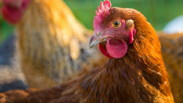 Broschüre „Augen auf beim Geflügelfleischkauf“ zeigt, wie viel Tierwohl hinter Gütezeichen steckt. (Bild: stock.adobe.com)