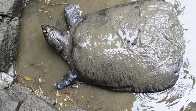 Das letzte bekannte Weibchen der Jangtse-Riesenweichschildkröte starb kurz nach dem Versuch, es zu befruchten. (Bild: AFP)