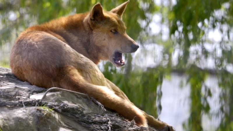 Der Dingo ist ein Haushund, der schon vor Jahrtausenden verwilderte und heute in vielen Teilen seines Verbreitungsgebietes vom Menschen völlig unabhängig lebt. (Bild: stock.adobe.com, krone.at-Grafik)